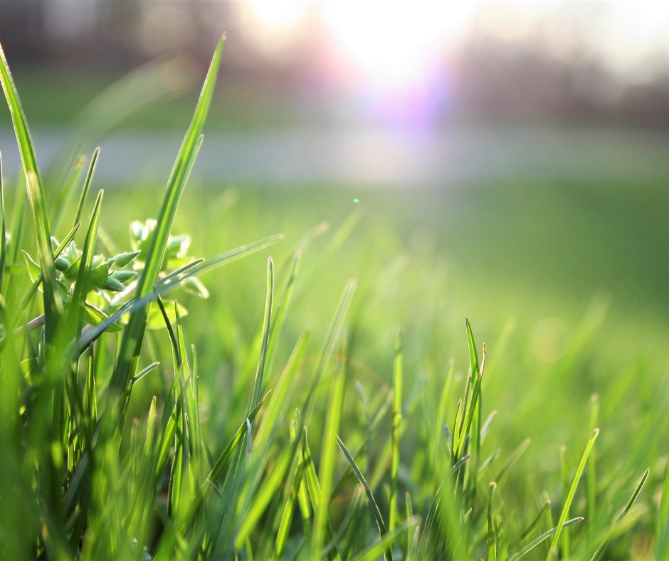 odchwaszczanie trawnika kiedy, odchwaszczanie trawników, mechaniczne odchwaszczanie trawnika, ręczne odchwaszczanie trawnika, chemiczne odchwaszczanie trawnika