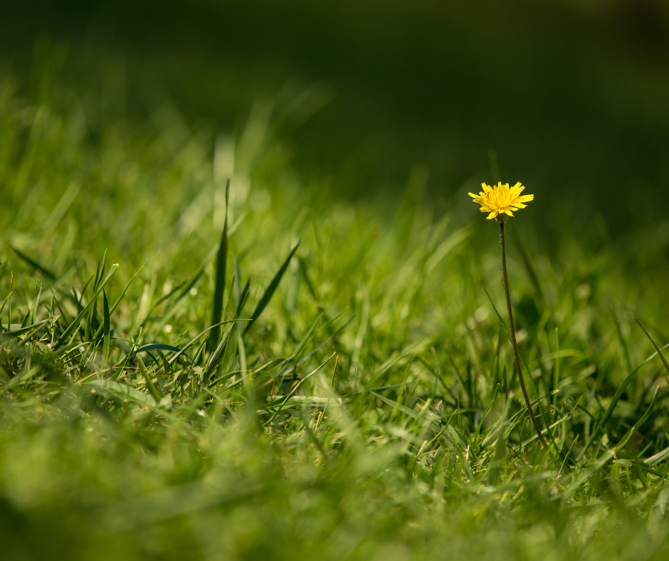 młoda trawa żółknie, żółta trawa, Jaki nawóz na żółty trawnik, Żółte plamy na trawniku po psie, Jak zlikwidować żółte plamy na trawniku, trawnik żółknie od dołu